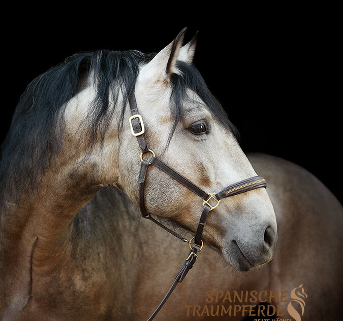 ROMULO SH, Pura Raza Español, Hengst, 2021 / P.R.E. / Hengst