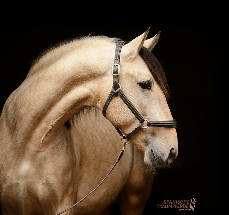 P.R.E. Pferd ROCINANTE SH, Pura Raza Español, Hengst, 2021 ROCINANTE SH, Pura Raza Español, Hengst, 2021 / P.R.E. / Hengst