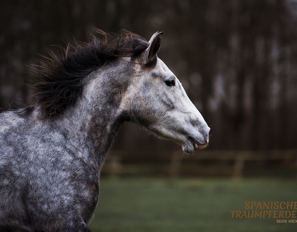 Bild 1 von MANEL, Lusitano, Wallach, 2019