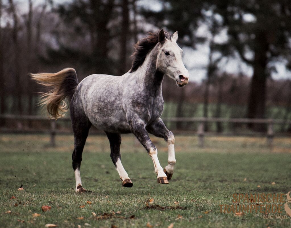 Bild 2 von MANEL, Lusitano, Wallach, 2019
