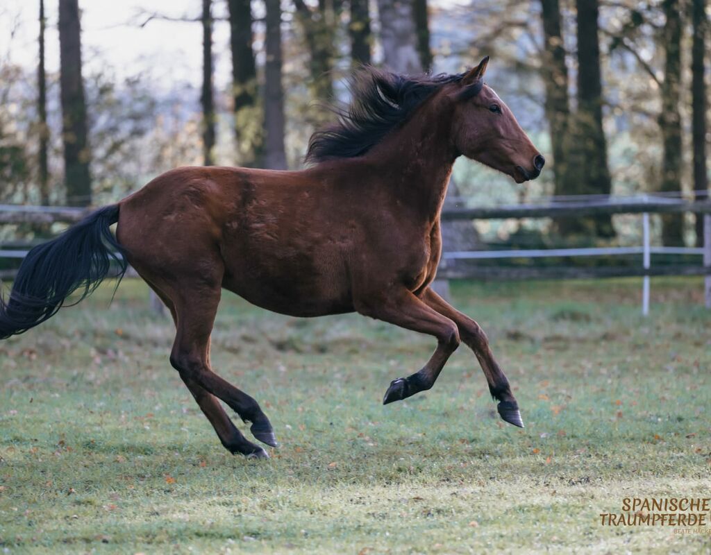 Bild 7 von RUISEÑOR, Andalusier, Wallach