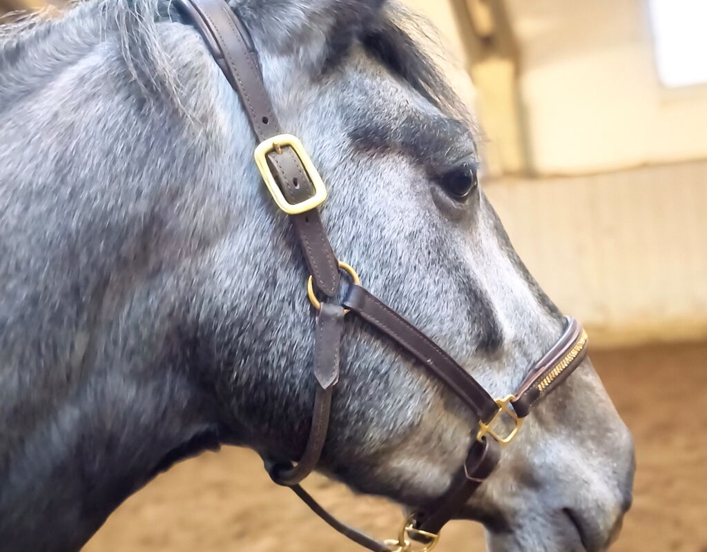 Bild 3 von SHELDON SH, Pura Raza Espanol, Wallach, 2022