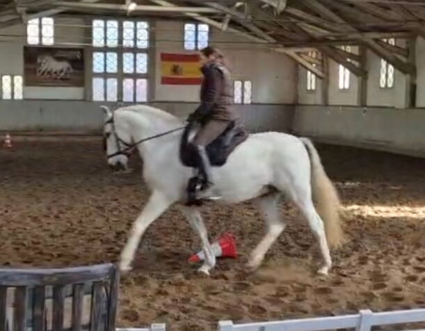 Bild 12 von HEREDERO, Pura Raza Espanol, Wallach, 2013