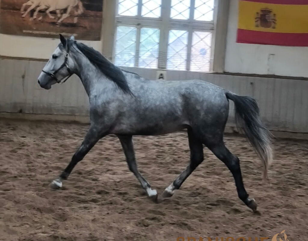 Bild 3 von SALOMON SH, Pura Raza Español, Wallach, 2022