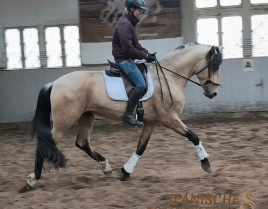 Bild 11 von SULEIMAN SH, Pura Raza Español, Hengst, 2022