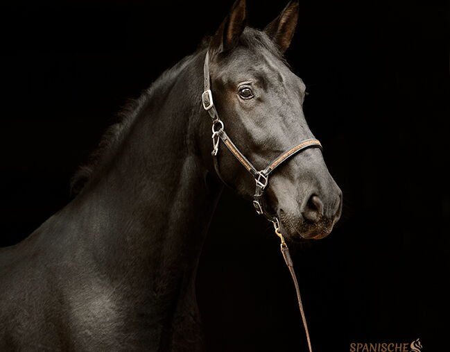 Bild 6 von SIRIUS SH, Pura Raza Espanol, Wallach, 2022