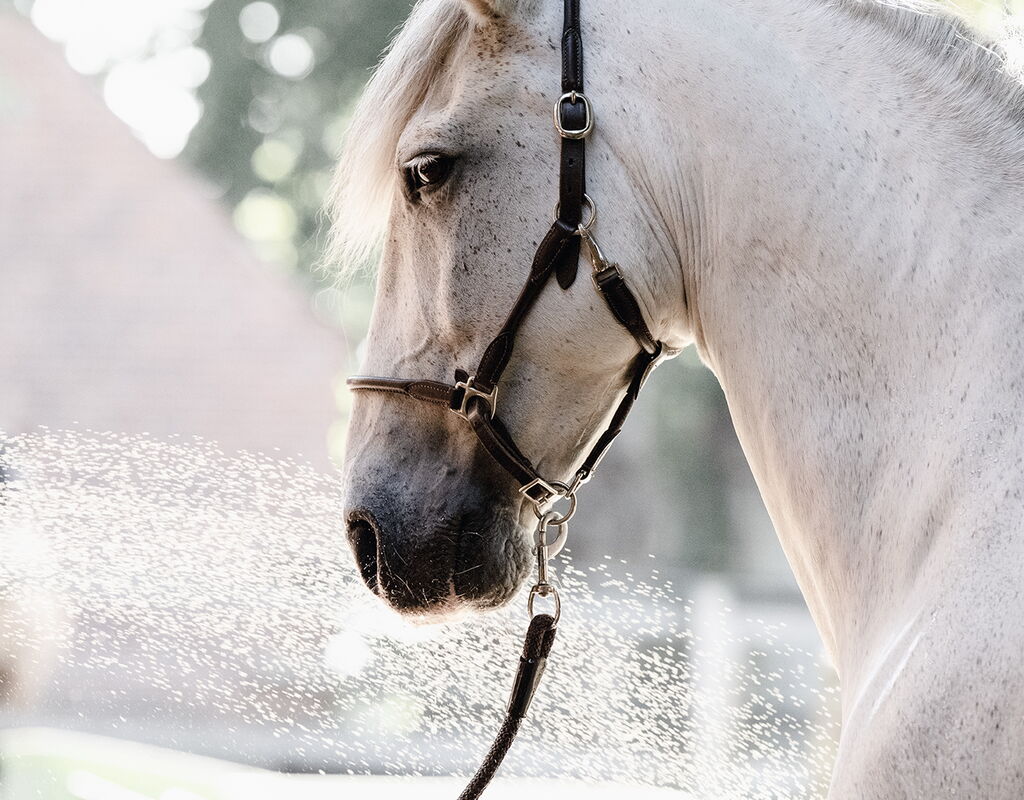 Bild 3 von RONALDO XVI, Pura Raza Espanol, Wallach, 2010