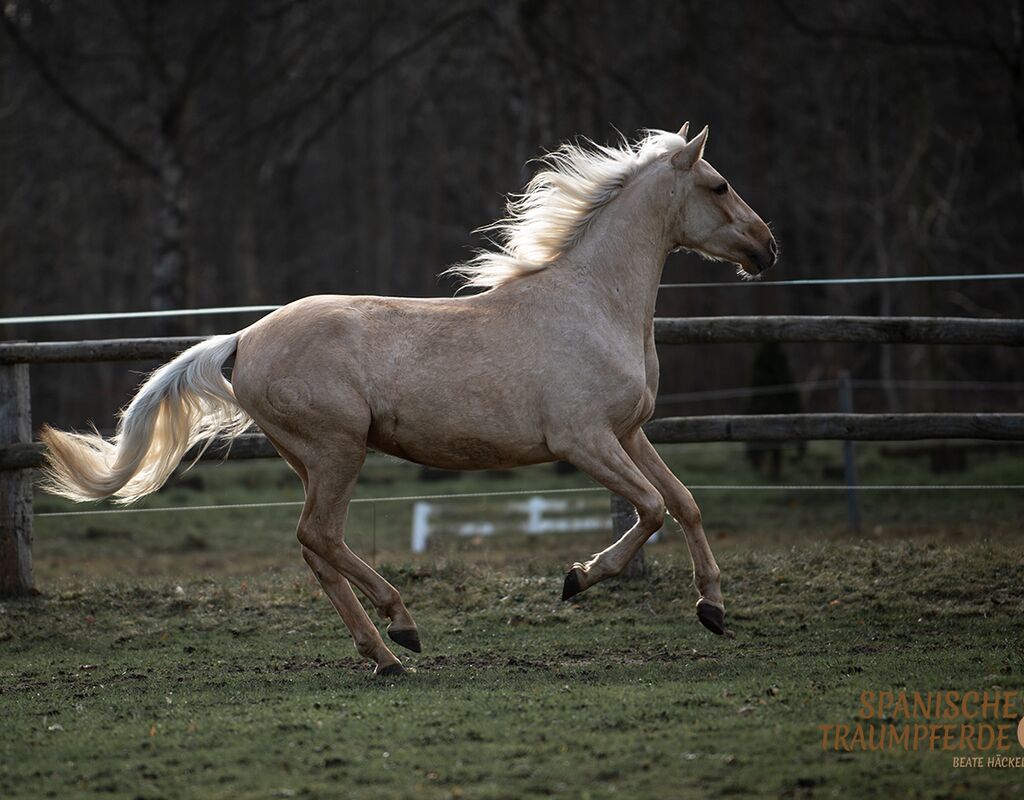 Bild 6 von MERLIN, Andalusier, Wallach, 2020