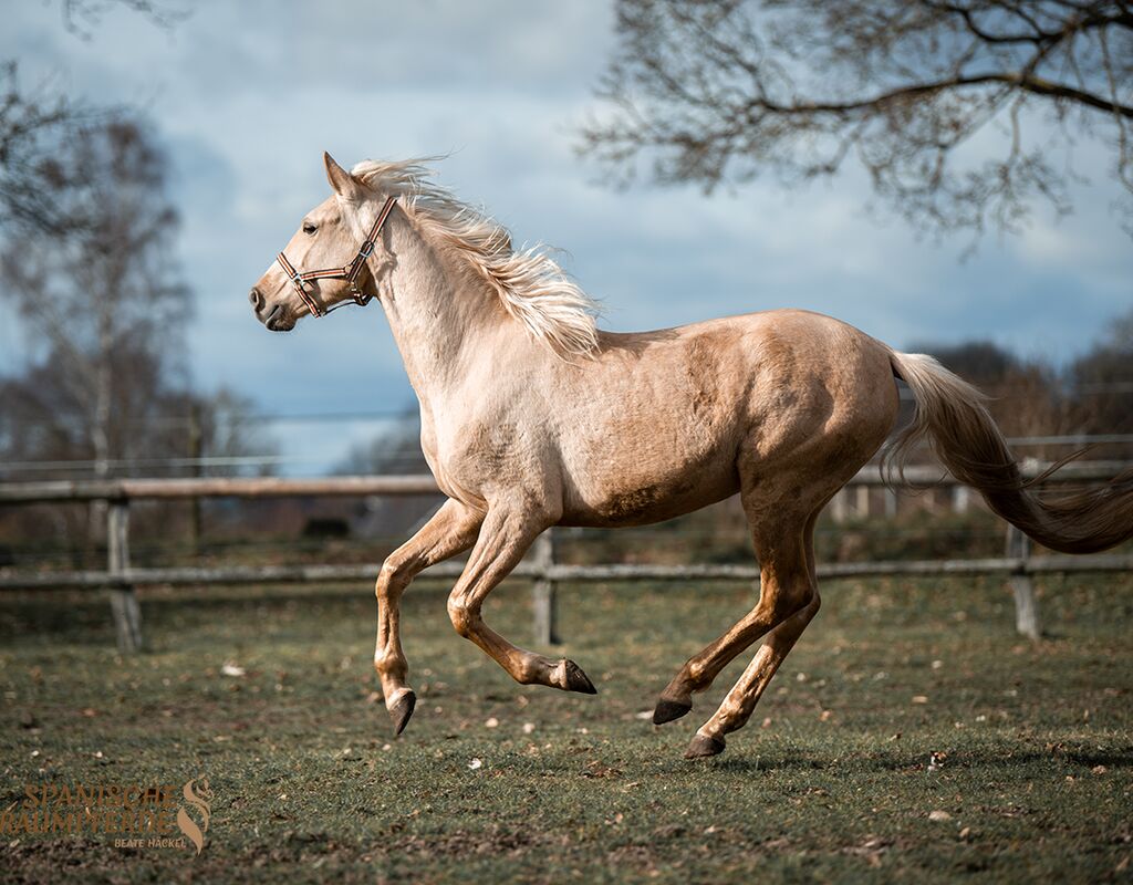 Bild 17 von QUE BELLO SH, Andalusier, Wallach