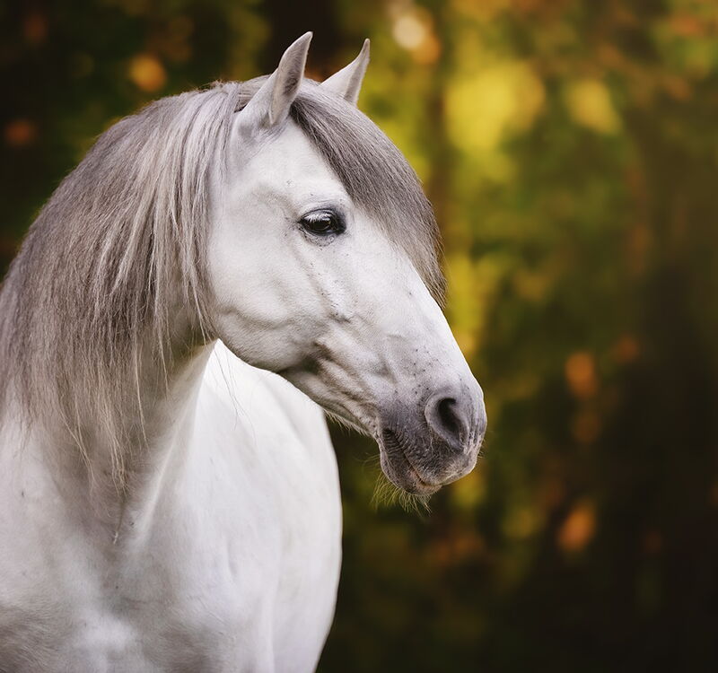 HEREDERO, Pura Raza Espanol, Wallach, 2013 / PRE / Wallach