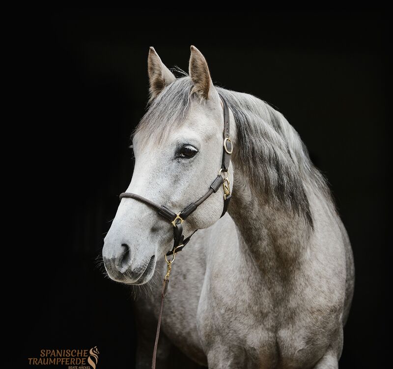 PASCUAL, Andalusier, Wallach / Andalusier / Wallach