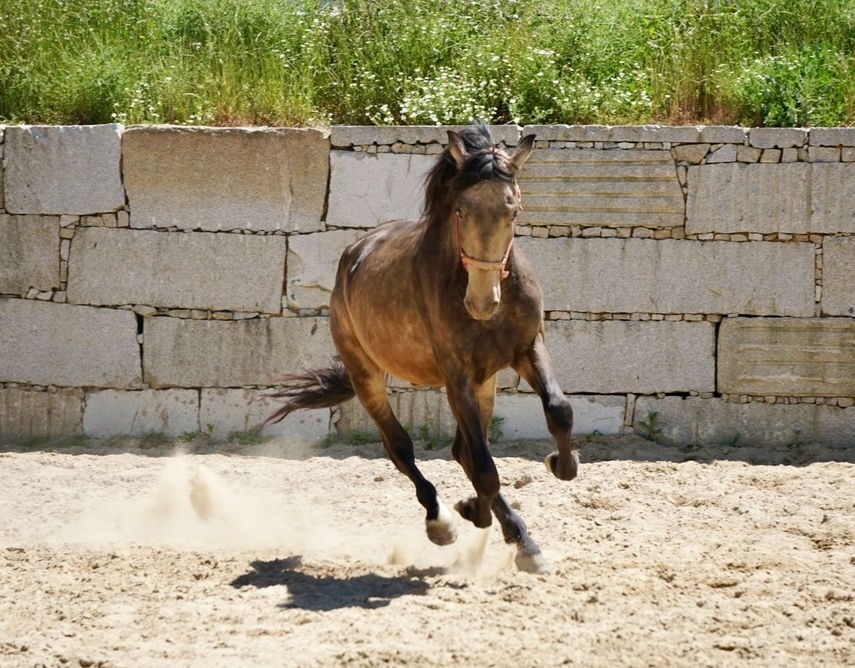 Bild 4 von RENE SH, Pura Raza Español, Hengst, 2021