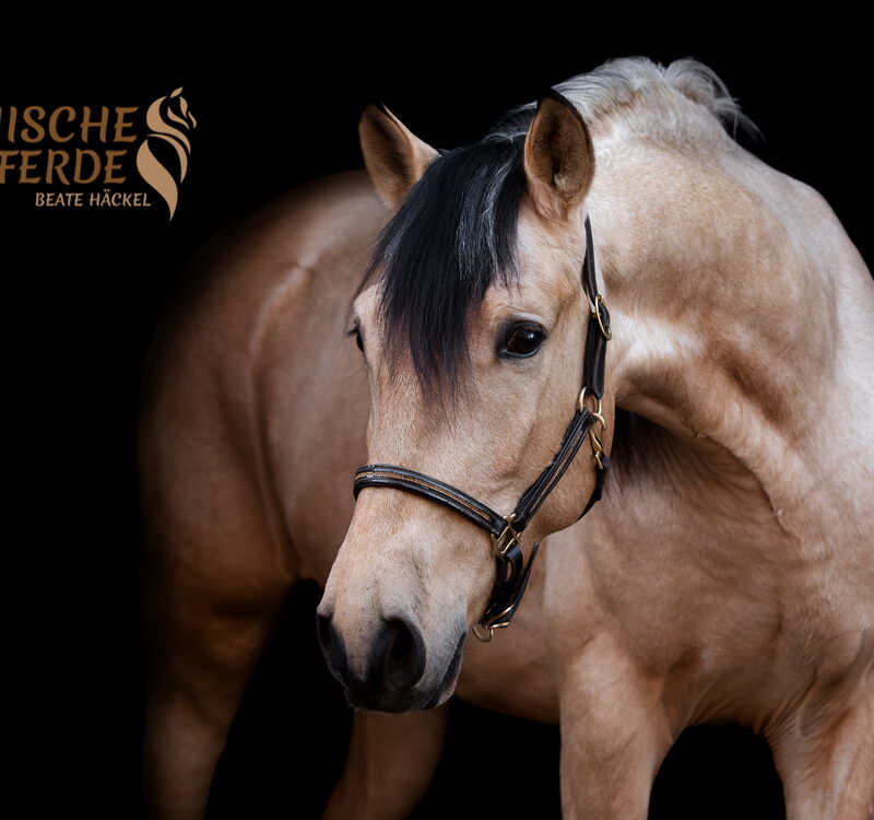 SIMBA SH, Pura Raza Español, Wallach, 2022 / PRE / Wallach