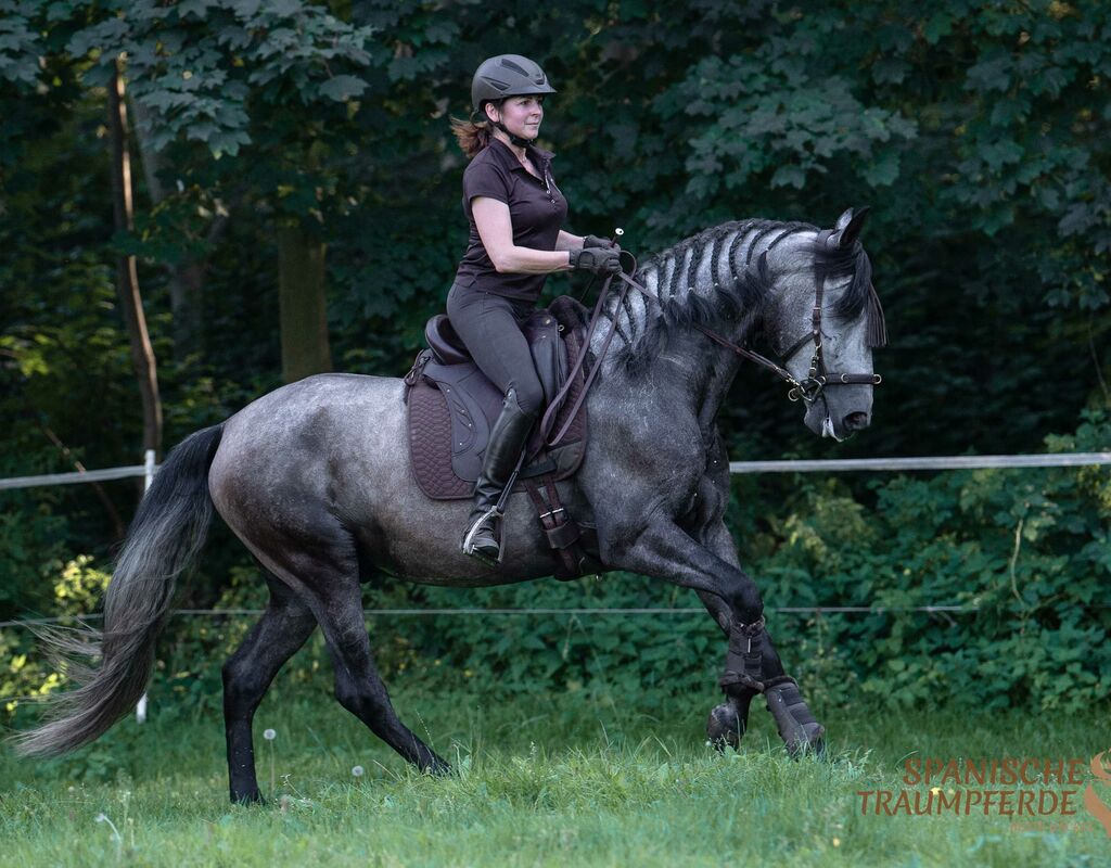 Bild 23 von -RESERVIERT-ORFEBRE SH, Pura Raza Espanola, Wallach, gekört, 2018