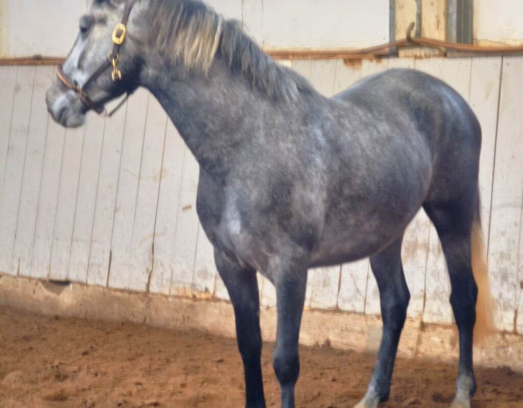 Bild 2 von SHELDON SH, Pura Raza Espanol, Wallach, 2022