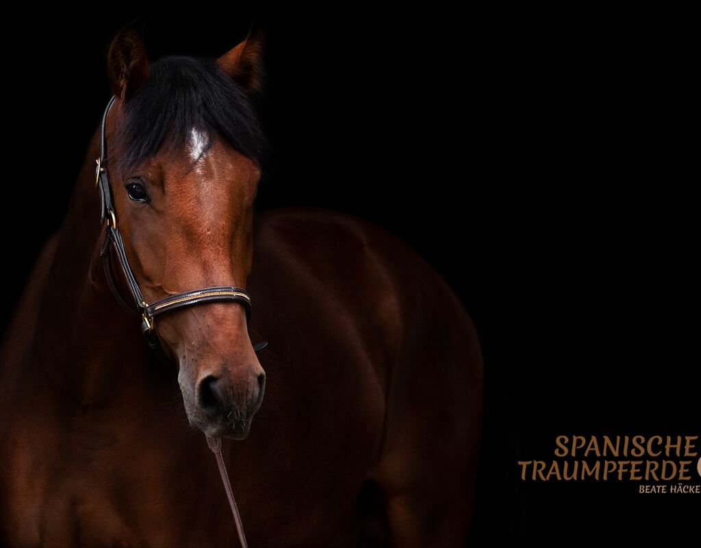 Bild 2 von RUISEÑOR, Andalusier, Wallach