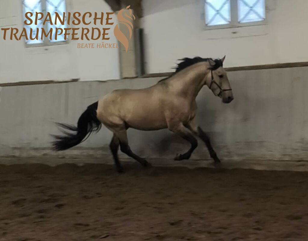 Bild 2 von ROCINANTE SH, Pura Raza Español, Hengst, 2021