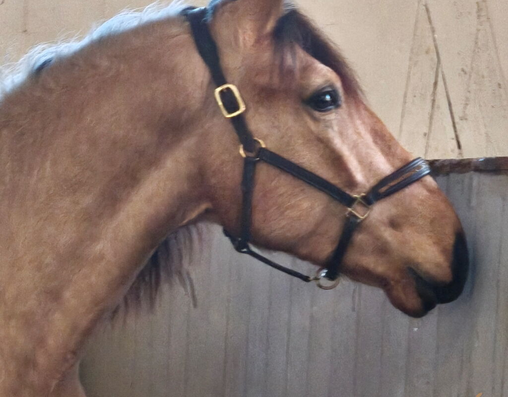 Bild 2 von SERPENTINO SH, Pura Raza Español, Wallach, 2022