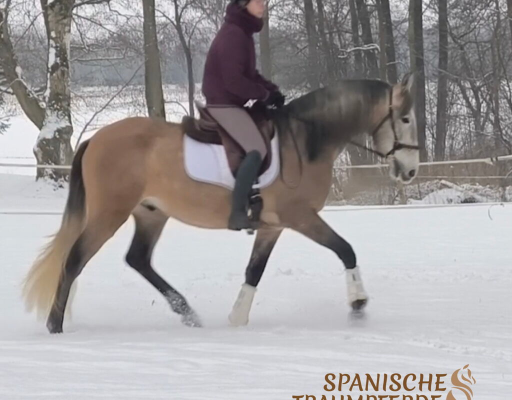 Bild 16 von RAPOSO SH, Pura Raza Espanol, Wallach, 2021