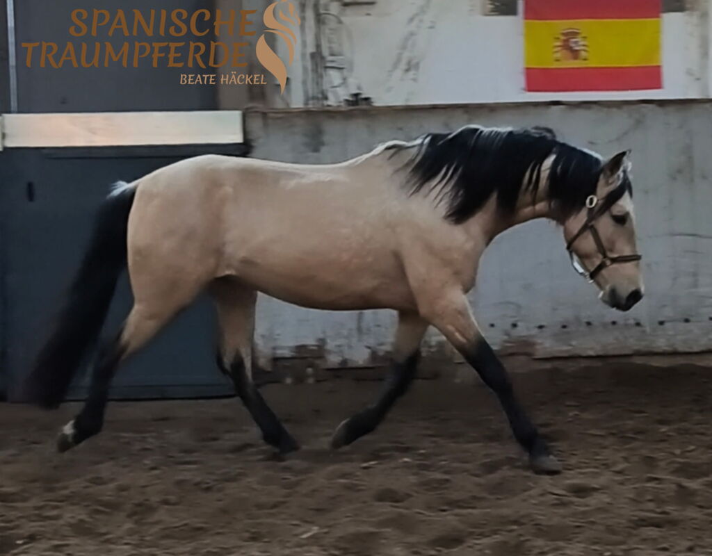 Bild 5 von SIMBA SH, Pura Raza Español, Wallach, 2022