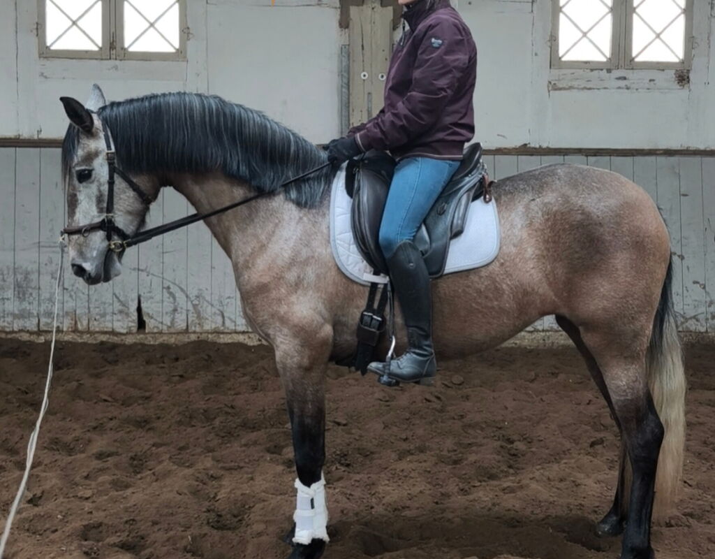 Bild 8 von SALMA SH, Pura Raza Español, Stute, 2022