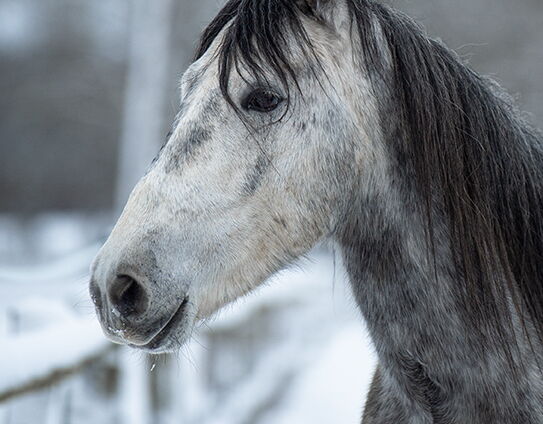 Bild 8 von SALOMON SH, Pura Raza Español, Wallach, 2022