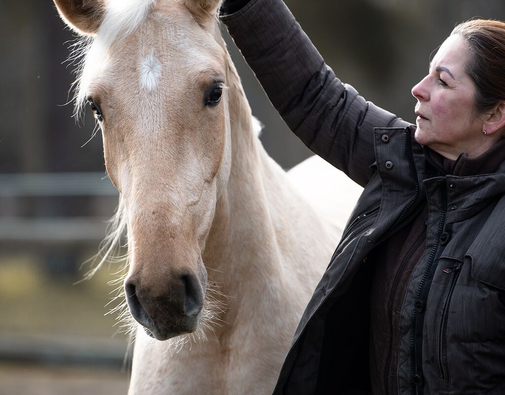 Bild 3 von MERLIN, Andalusier, Wallach, 2020
