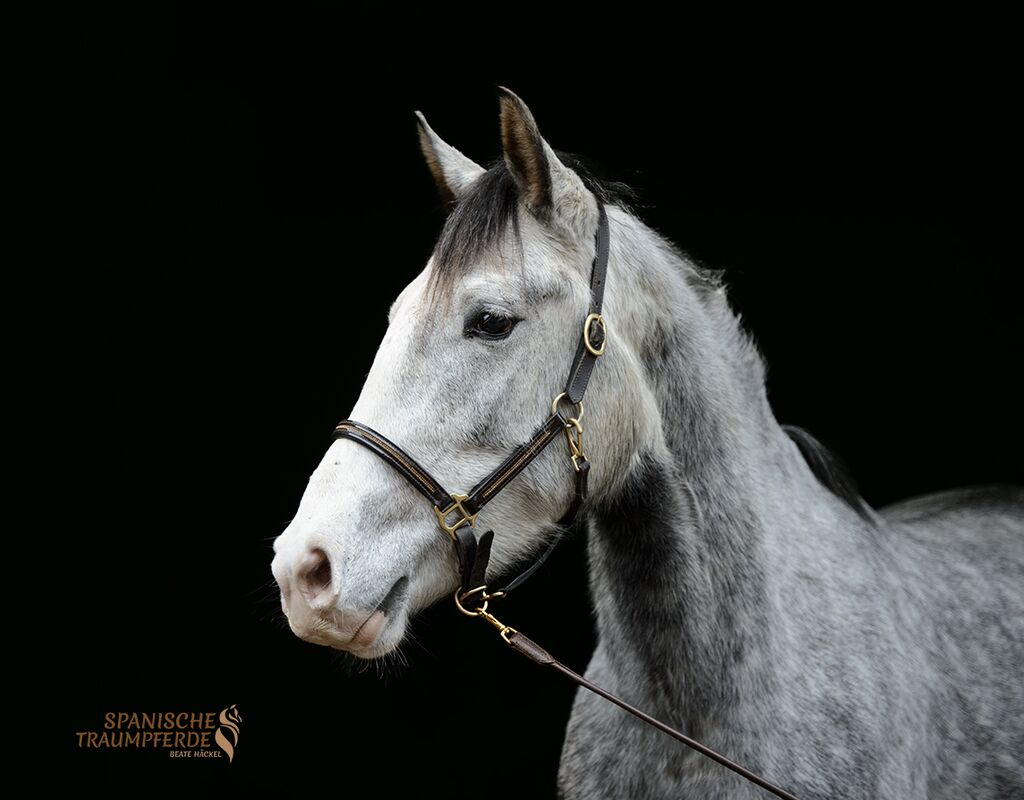 Bild 1 von MANEL, Lusitano, Wallach