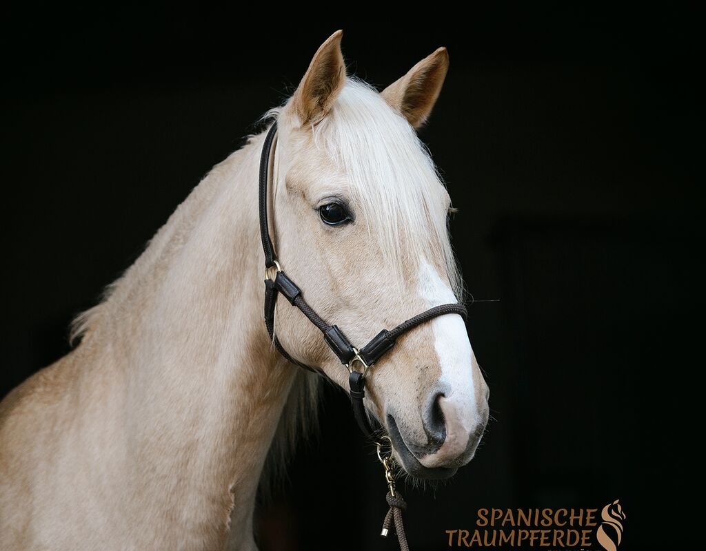 Bild 1 von QUE BELLO SH, Andalusier, Wallach