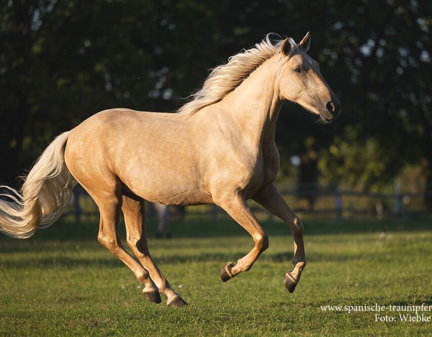 Bild 11 von MERLIN, Andalusier, Wallach, 2020