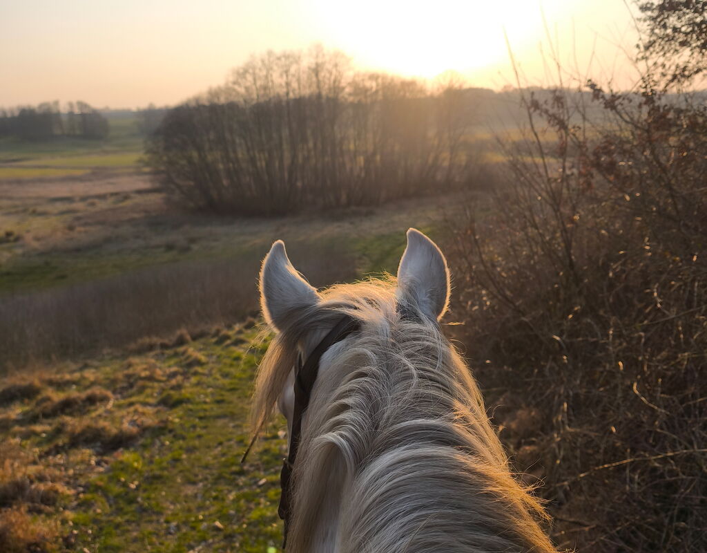 Bild 6 von HEREDERO, Pura Raza Espanol, Wallach, 2013