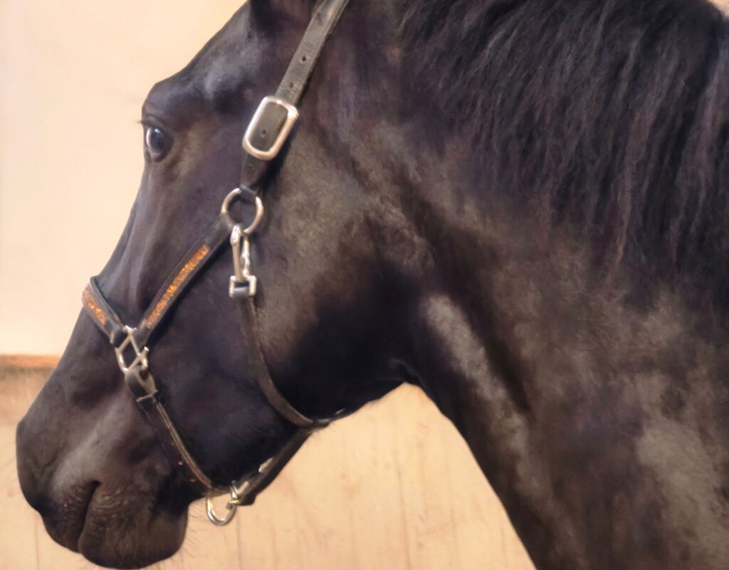 Bild 5 von SIRIUS SH, Pura Raza Espanol, Wallach, 2022