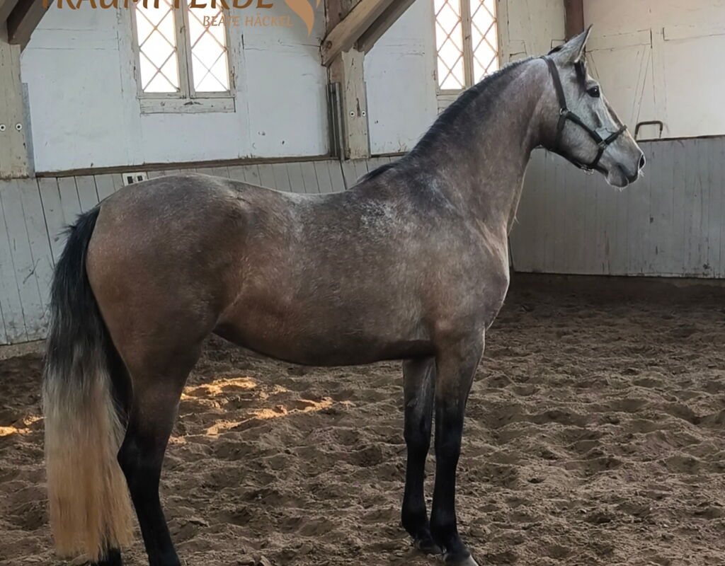 Bild 4 von SALMA SH, Pura Raza Español, Stute, 2022