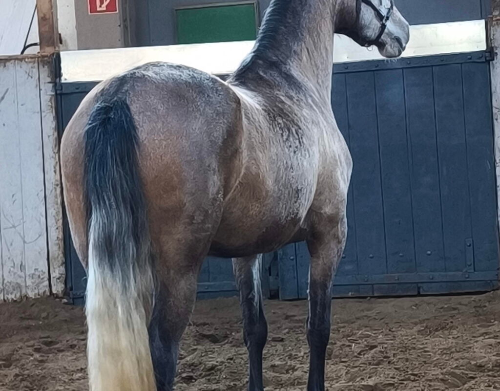 Bild 6 von SALMA SH, Pura Raza Español, Stute, 2022