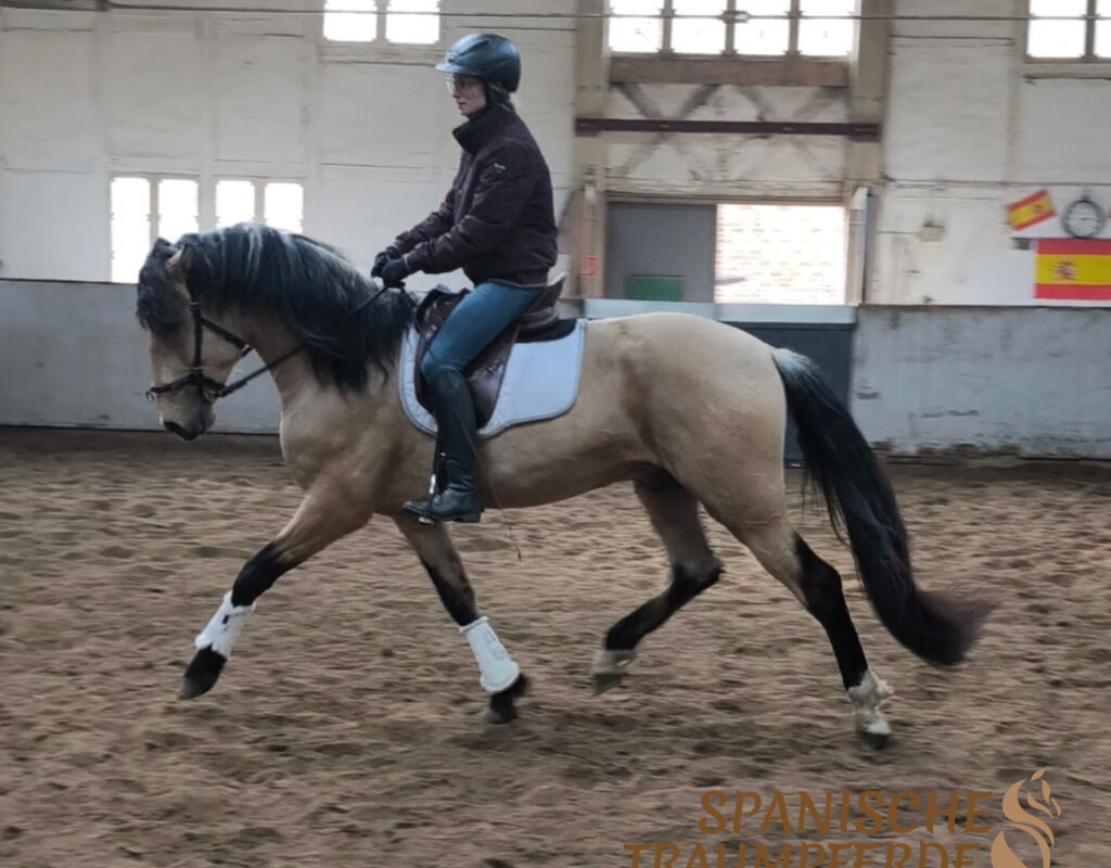 Bild 10 von SULEIMAN SH, Pura Raza Español, Hengst, 2022