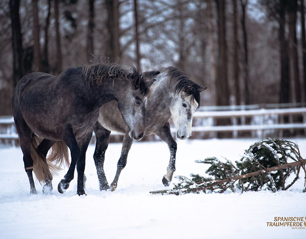 Bild 12 von SALOMON SH, Pura Raza Español, Wallach, 2022