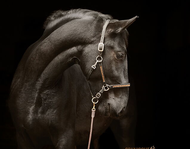 Bild 8 von SIRIUS SH, Pura Raza Espanol, Wallach, 2022