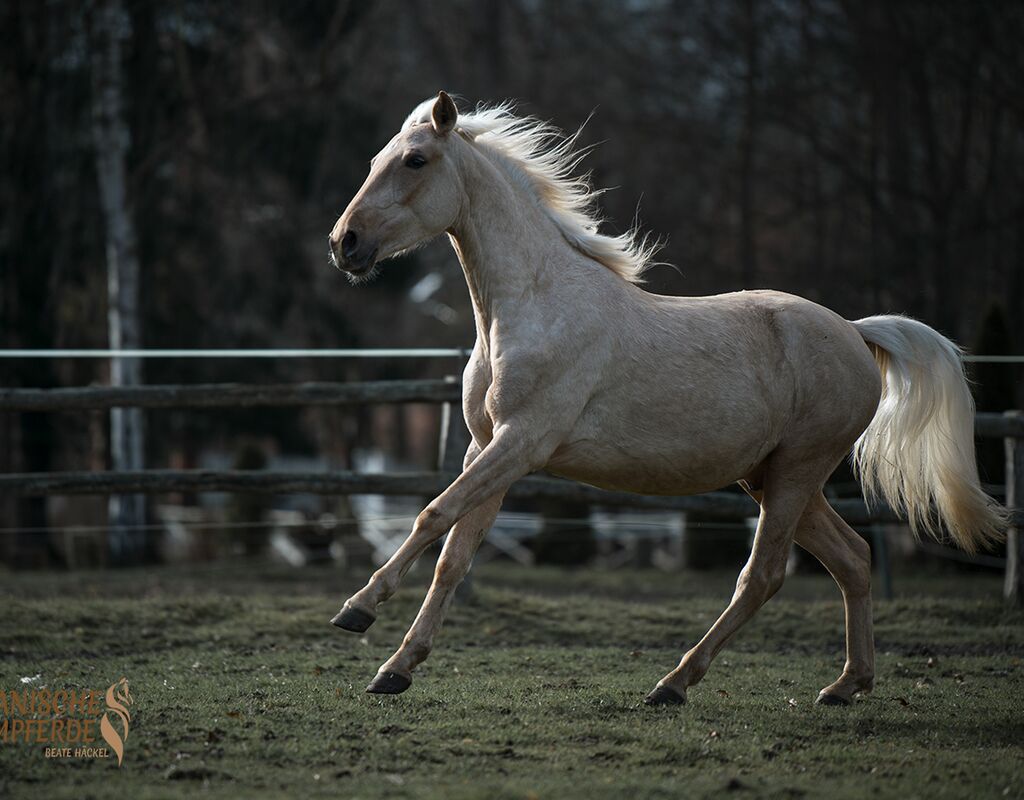 Bild 7 von MERLIN, Andalusier, Wallach, 2020