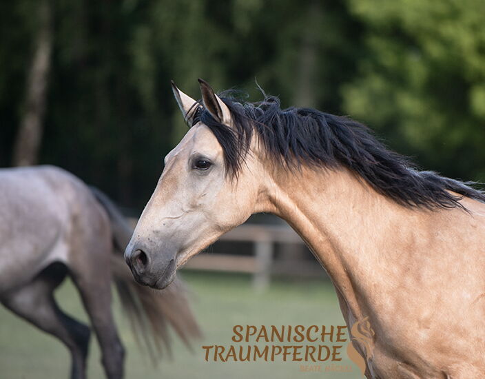 Bild 6 von QATAR SH, Pura Raza Espanol, Stute, 2020