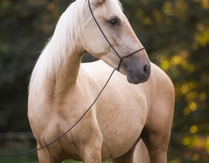 Bild 8 von MERLIN, Andalusier, Wallach, 2020
