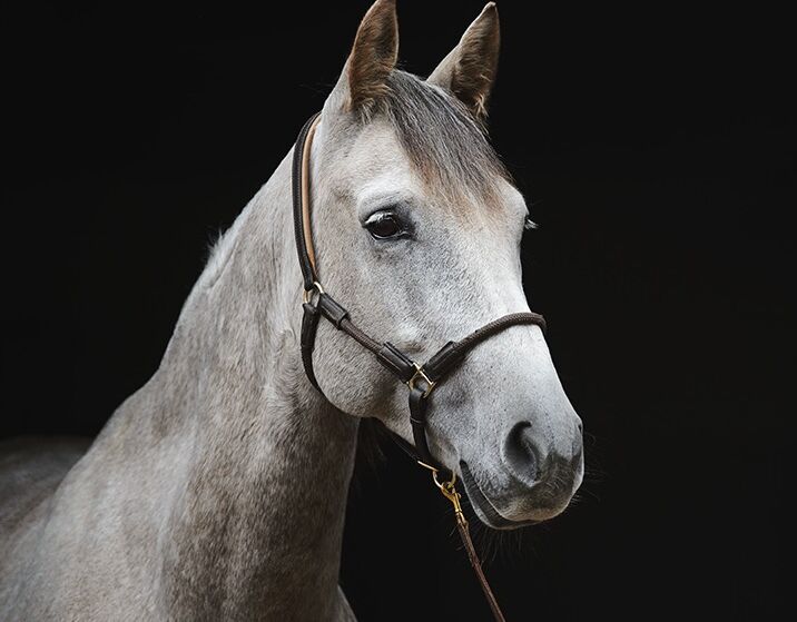 Bild 1 von PASCUAL, Andalusier, Wallach