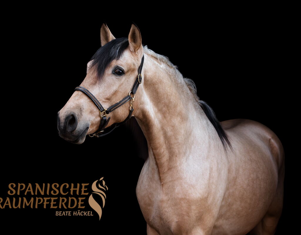 Bild 1 von SIMBA SH, Pura Raza Español, Wallach, 2022