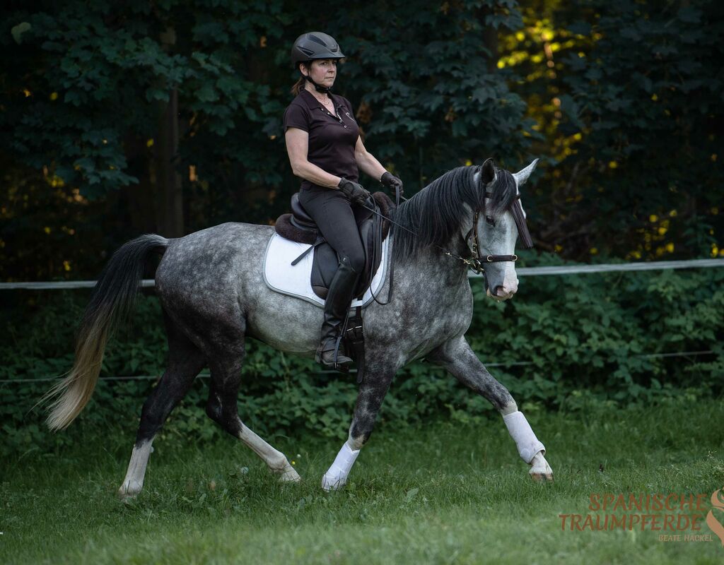 Bild 12 von MANEL, Lusitano, Wallach, 2019