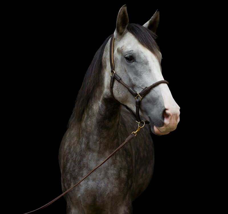 MANEL, Lusitano, Wallach / Lusitano / Wallach