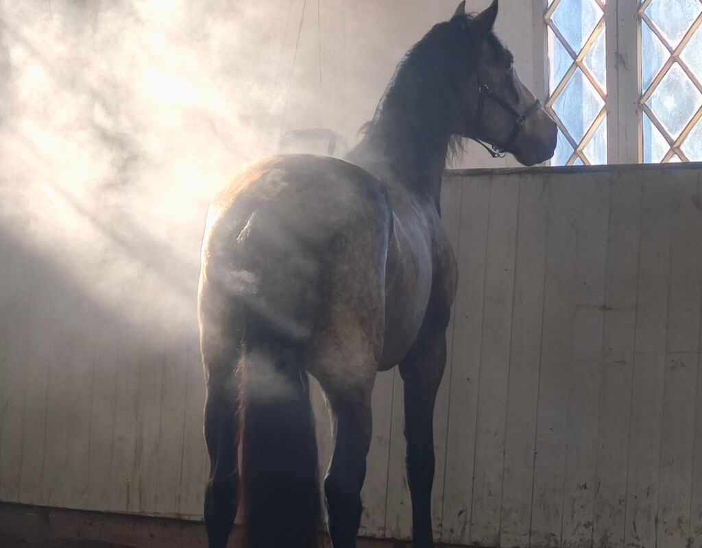 Bild 1 von RENE SH, Pura Raza Español, Hengst, 2021