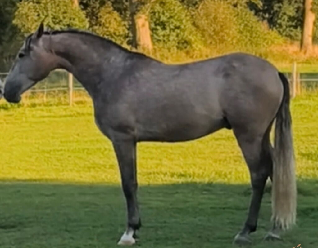 Bild 4 von RAPOSO SH, Pura Raza Espanol, Wallach, 2021