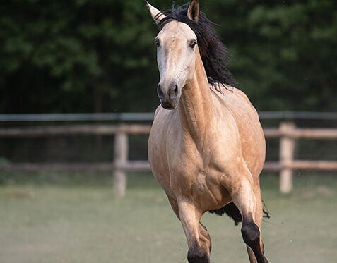 Bild 5 von QATAR SH, Pura Raza Espanol, Stute, 2020