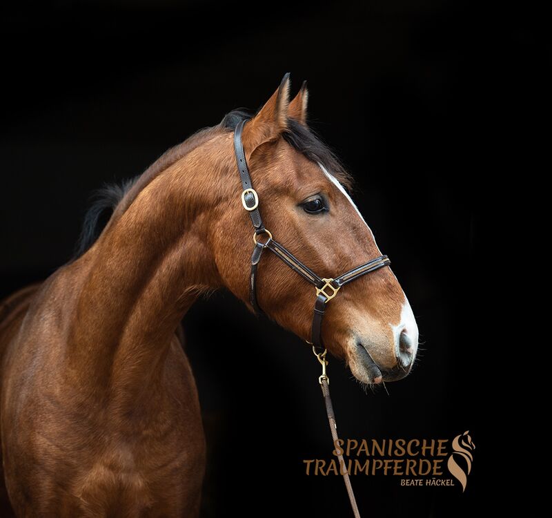 GALAN, Andalusier, Wallach, 2018 / Andalusier / Wallach