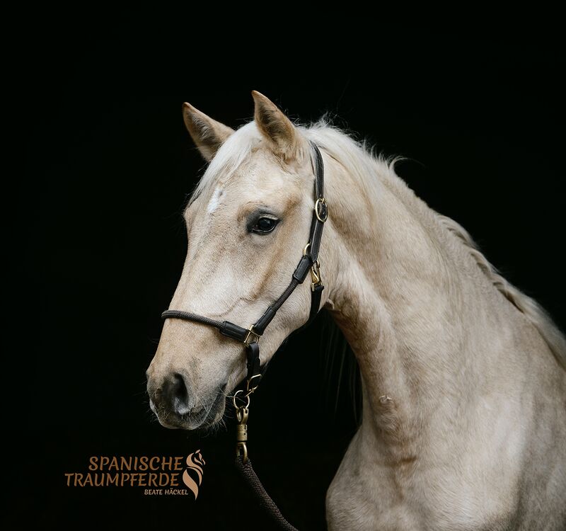 MERLIN, Andalusier, Wallach / Andalusier / Wallach