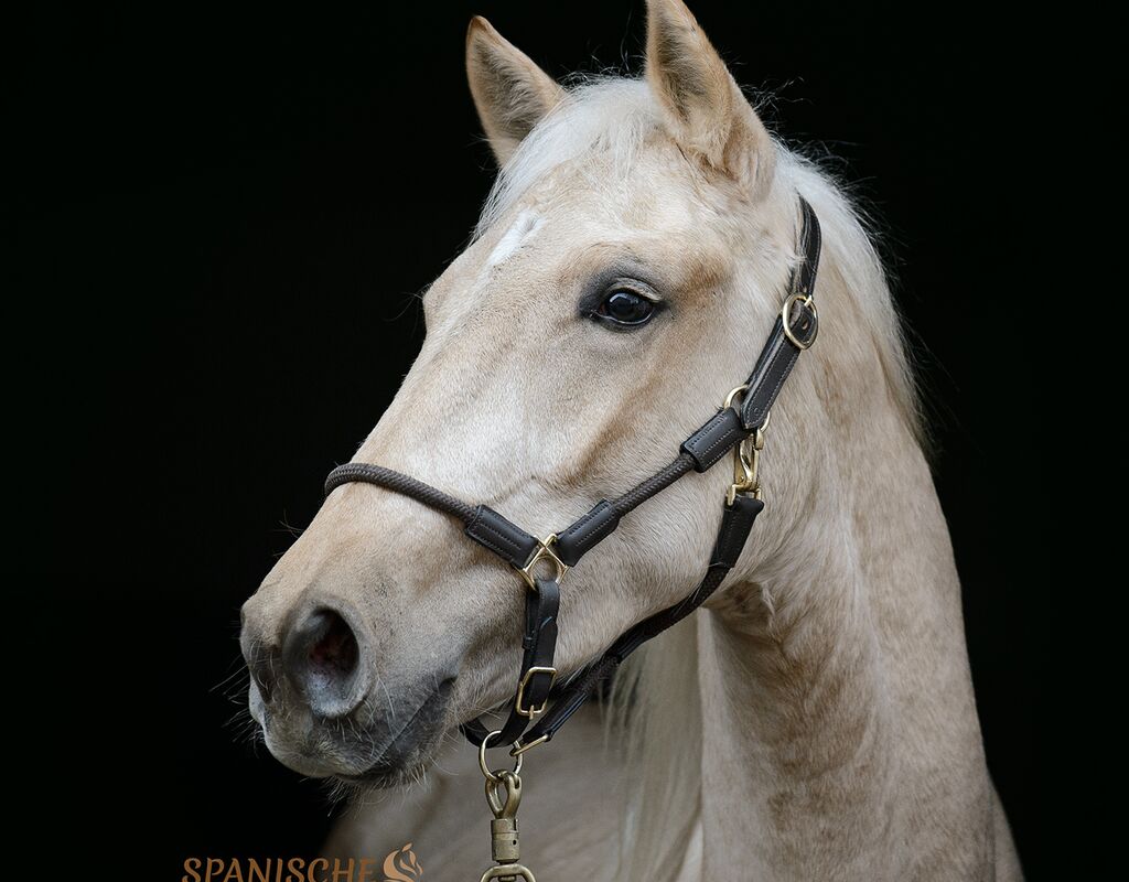 Bild 3 von MERLIN, Andalusier, Wallach